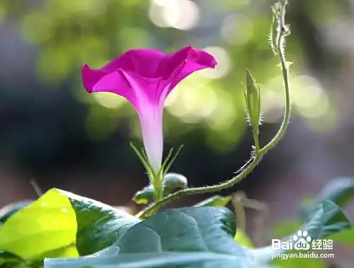 摄影怎么拍“朝颜”？