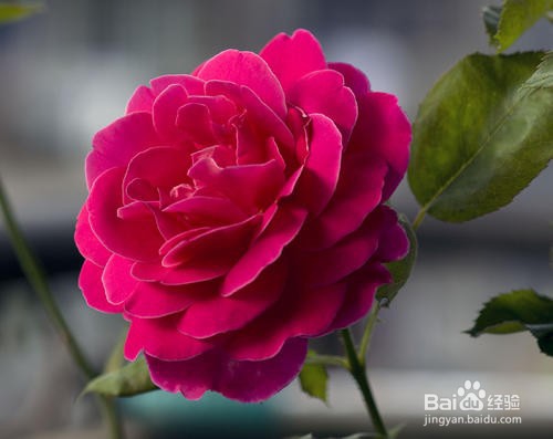 月季花的养殖方法