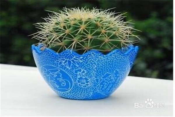 种植仙人球的方法及注意事项