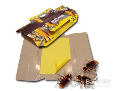 如何消灭家庭厨房卫生间蟑螂?