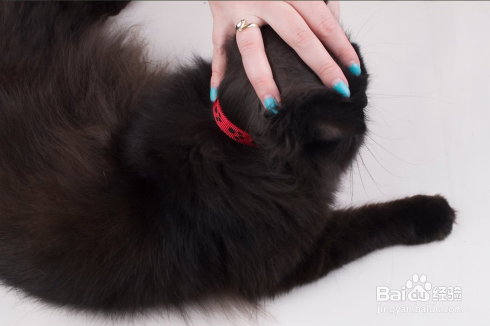 2种方法如何保护您的猫免受寄生虫的伤害