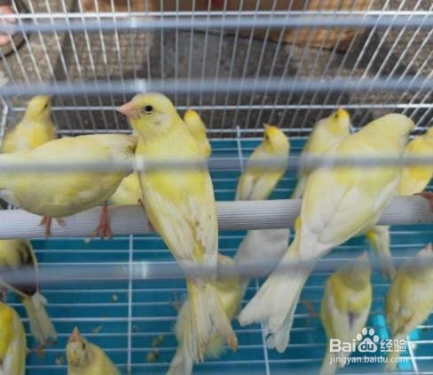 黄玉鸟的饲养方法