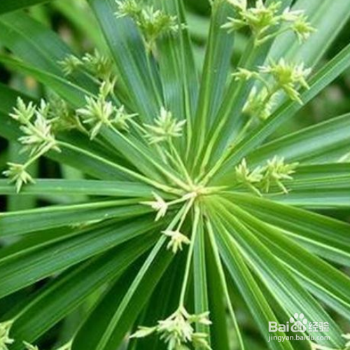 伞草的培育方法和注意事项