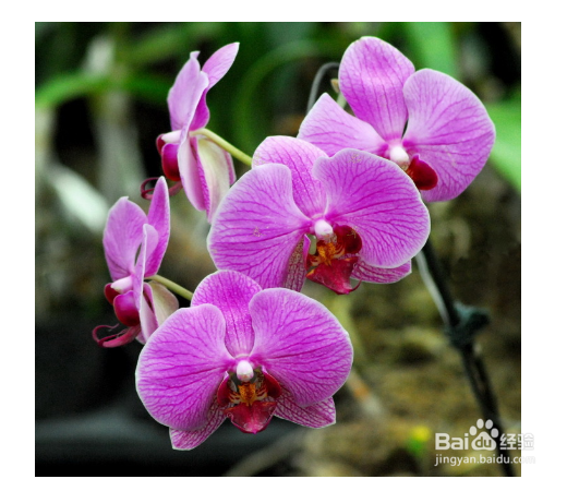 蝴蝶兰茎变黄该如何解决