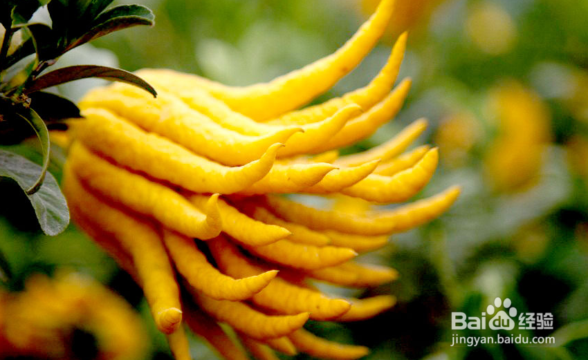 伯爵普洱茶的功效与作用