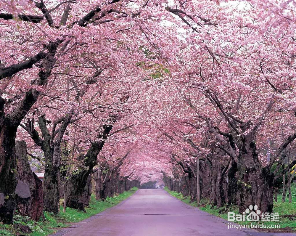 日本旅游消费攻略