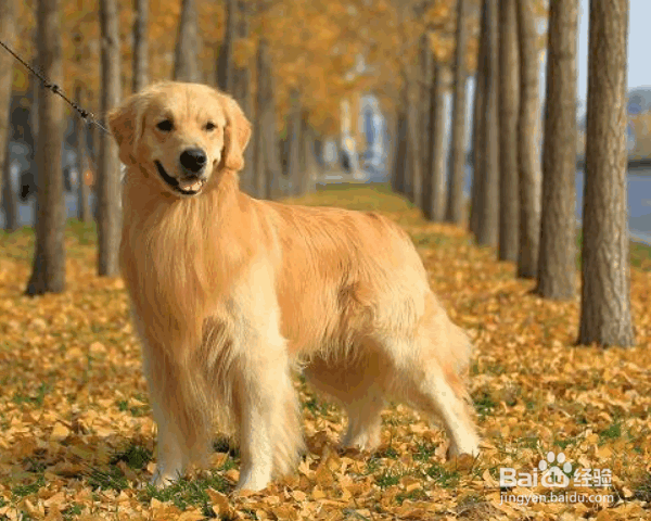 训练金毛犬的原则