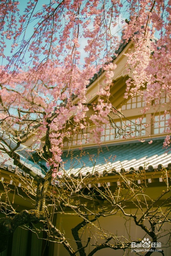 日本，霓虹国走花路