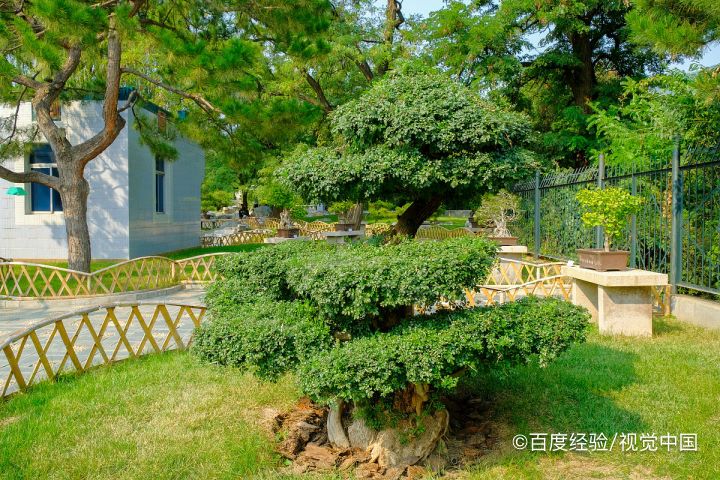 养盆景需要注意的内容