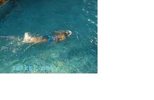 快速学会游泳的九步方法