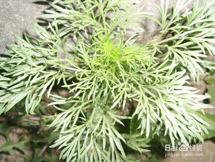 病毒性肝炎【华佗妙法】：[5]鸡骨草汤
