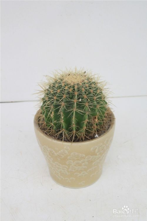 推荐晚上放卧室助健康的夜间呼氧型植物一 百度经验 推荐晚上放卧室助健康的夜间呼氧型植物一 百度经验