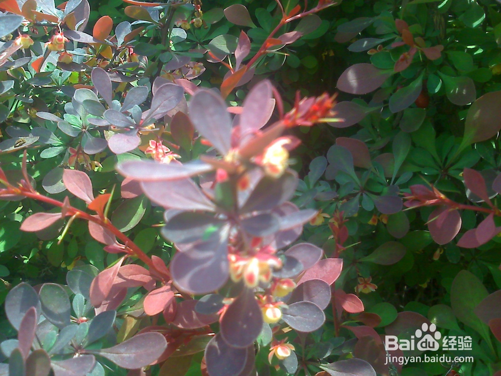 怎样告诉孩子安全过马路--4