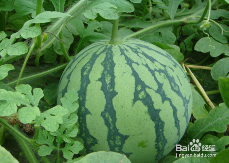 怎么挑选更甜的西瓜