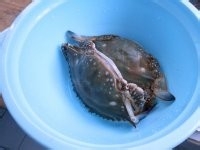 【清蒸海蟹】做法一