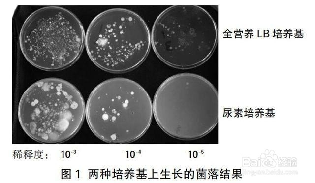 以氯化铵为氮源肥料，全部施用化肥的施肥方法