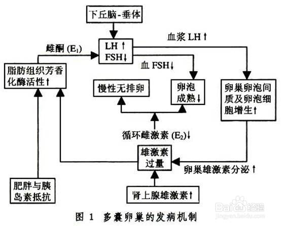 多囊样改变图片