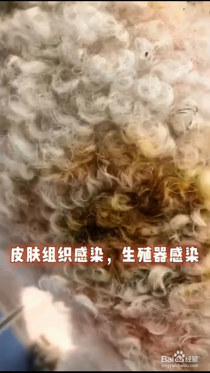 养狗需用哪些药