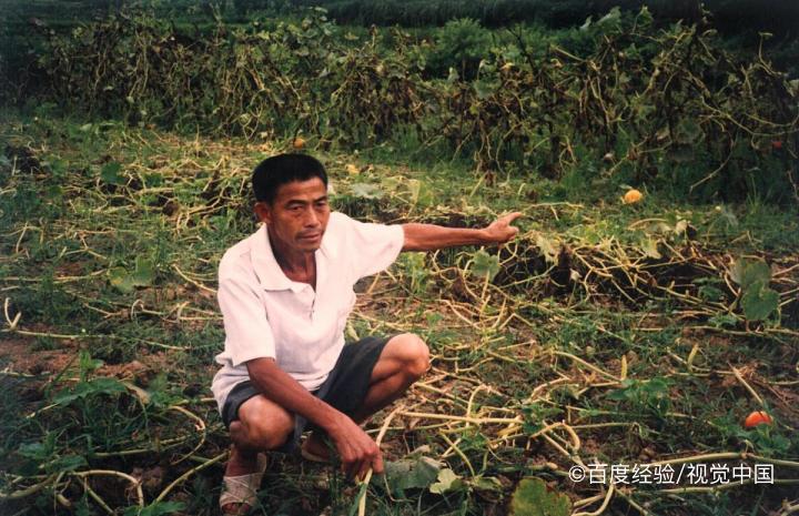 瓜栗怎么浇水