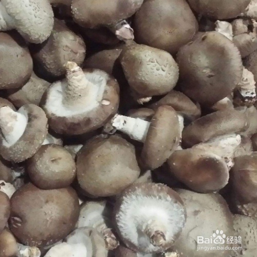 鲜香菇在冰箱里变黑了