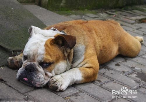 如何快速区分巴哥 和斗牛