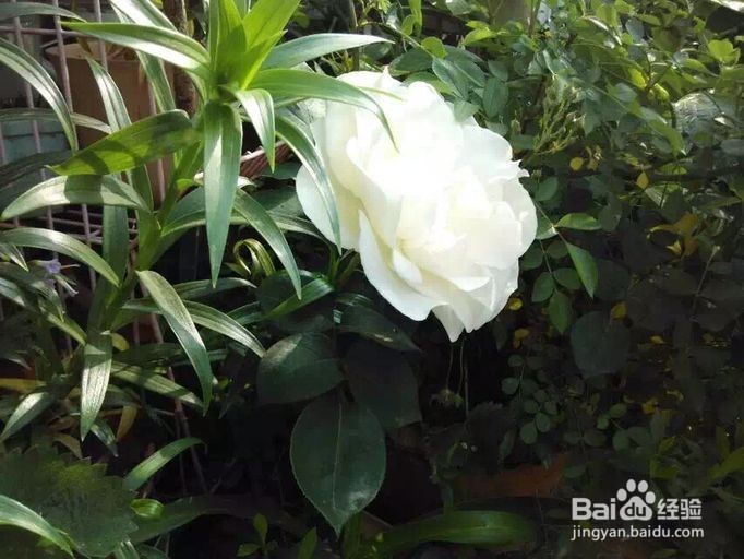 月季花怎么养才能开花更多花期更长?