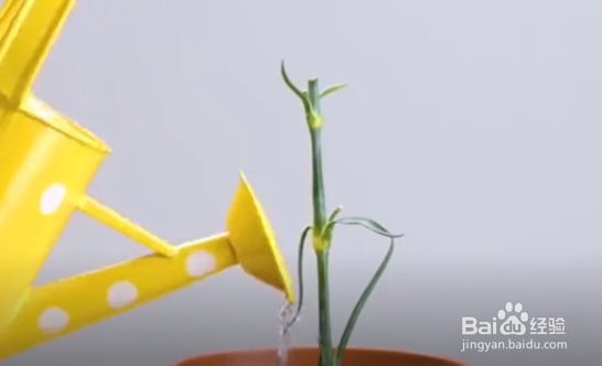 怎么在家种植南瓜、玫瑰和石榴