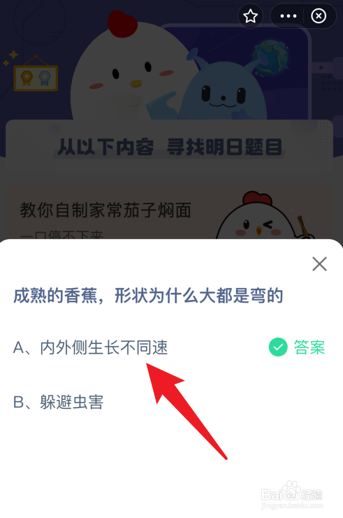 庄园小课堂成熟的香蕉形状为什么大都是弯的