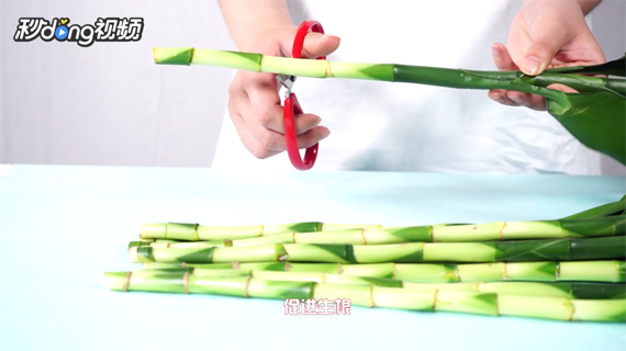 如何才能养好富贵竹