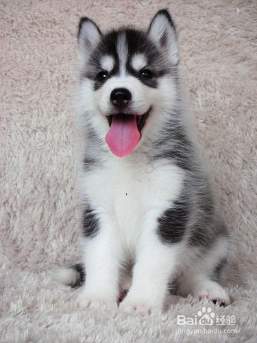 哈士奇幼犬的饲养，学会你就是专业的~