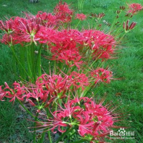 如何养好彼岸花