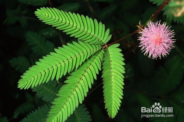 不宜摆放在家里的10种花草植物