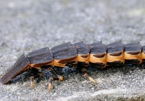 萤火虫的幼虫吃什么？怎么捕食？