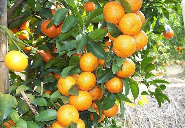 影响砂糖桔甜度的主要因素及膨果增甜着色的方法