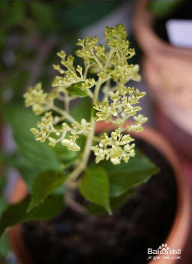 圆锥秀球种植收获了一片清雅