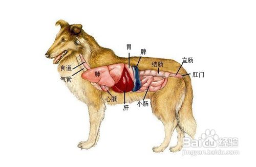 男的吃什么补肾