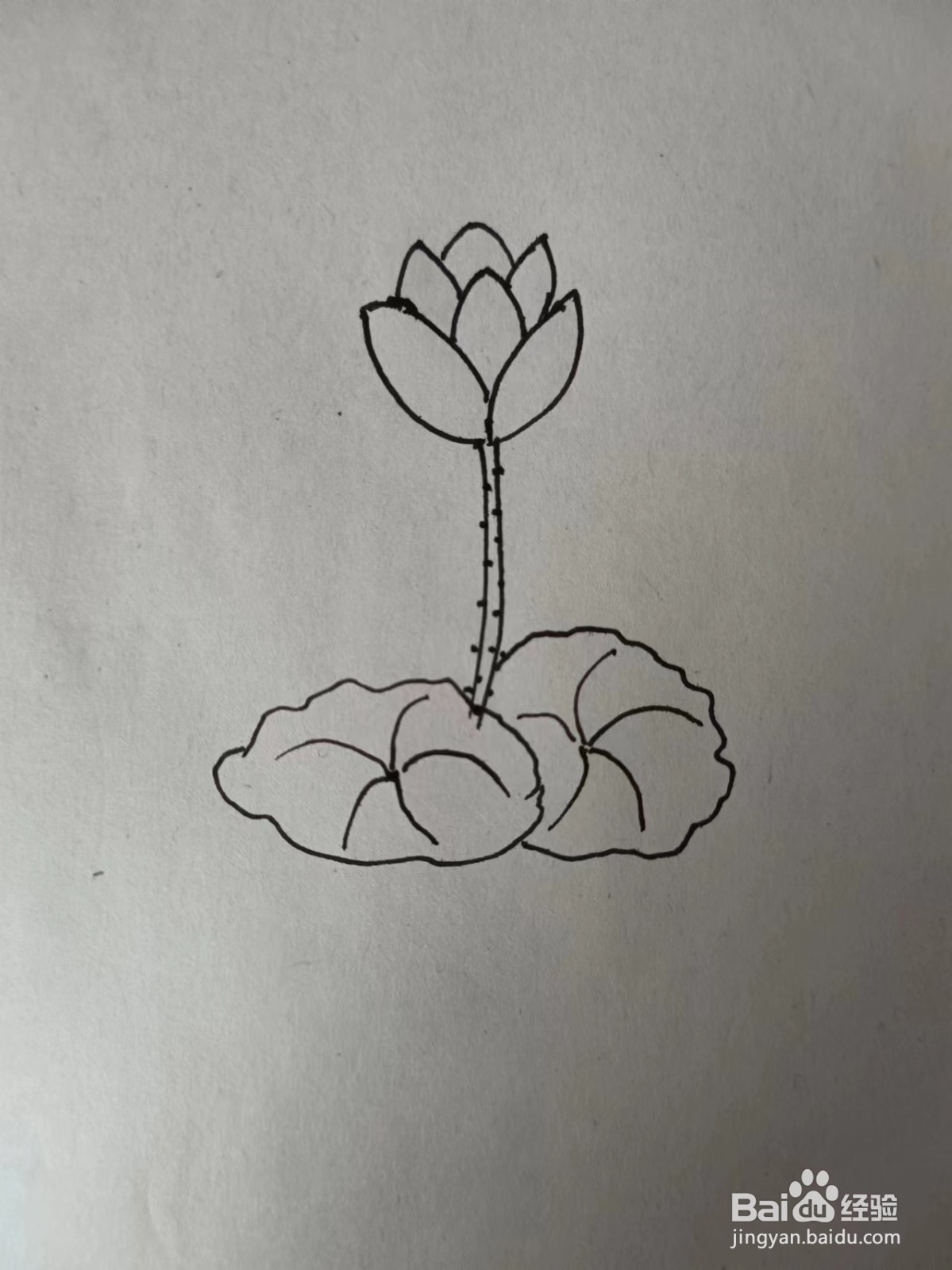 画荷花的简笔画