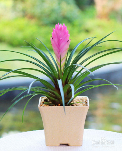 铁兰的养殖方法和注意事项