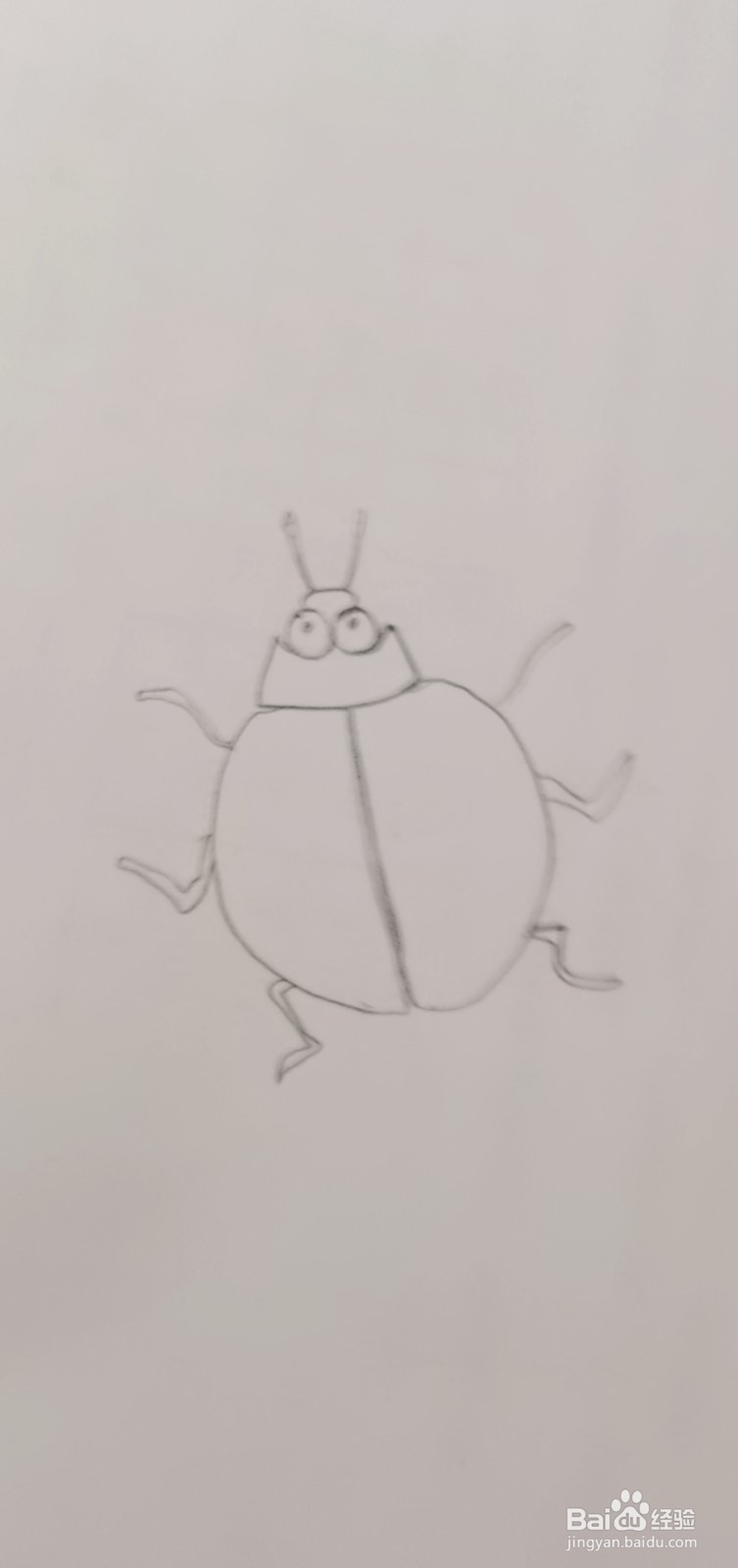 简笔画七星瓢虫怎么画