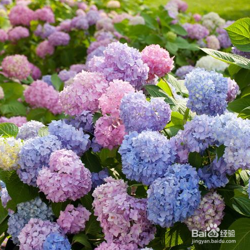 防止绣球花根腐病的方法有哪些?