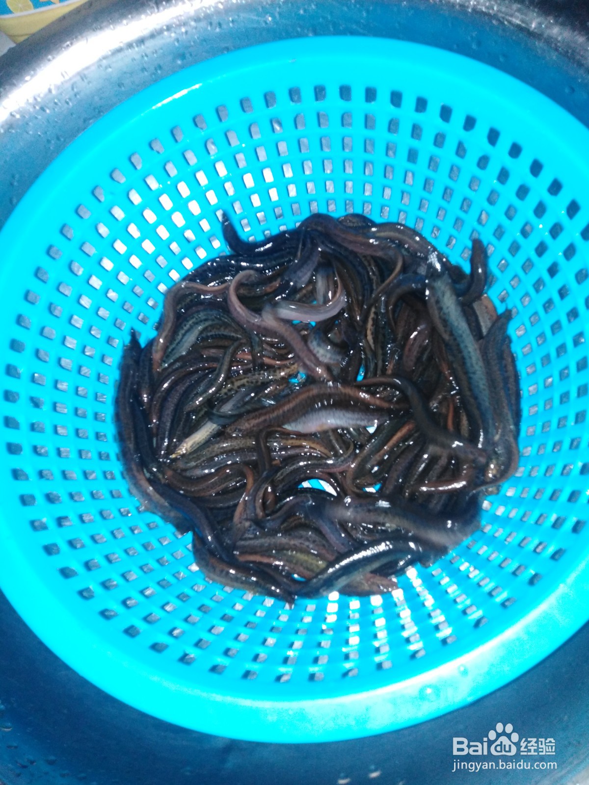 鳅鱼的最佳做法