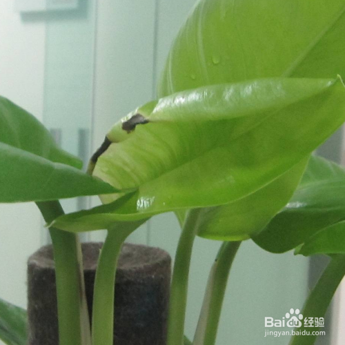 养殖绿宝石喜林芋有哪些需要我们知道的？