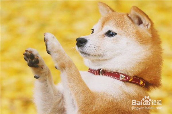 十大新手最好养的中型犬