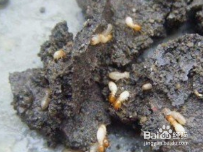 家里怎么除白蚁？