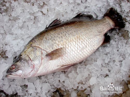 食色生香 清蒸桂花鲈 百度经验