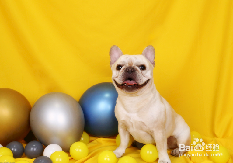 训练狗的方法和技巧