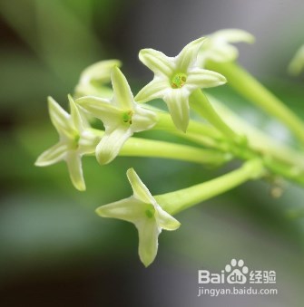 日常驱蚊小技巧