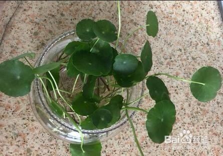 室外铜钱草怎么过冬