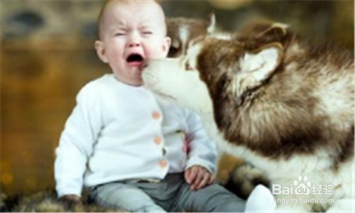 一周岁的小孩被自家的小狗咬了怎么办