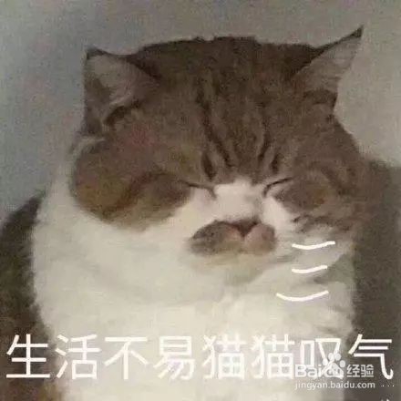 宠物兔笼子的选择